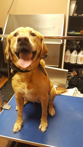 Pet Store «Pet Valu», reviews and photos, 2645 Shillington Rd, Sinking Spring, PA 19608, USA