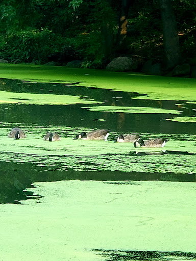 Park «The Loch», reviews and photos, Central Park West, New York, NY 10026, USA