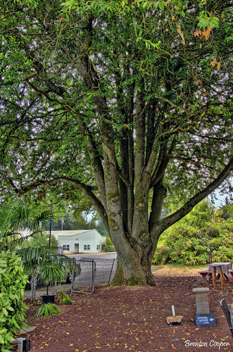 Winery «Pheasant Run Winery & Tasting», reviews and photos, 21690 Main St NE, Aurora, OR 97002, USA