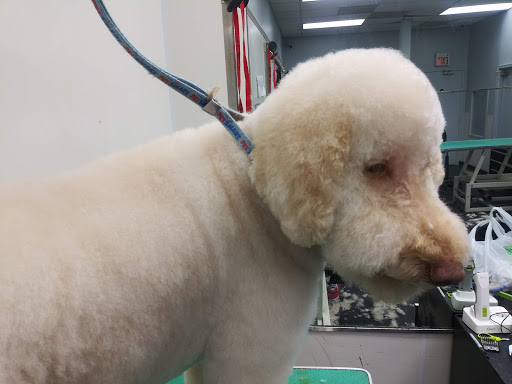 Pet Store «The Pet Set - Midtown», reviews and photos, 976 Piedmont Ave NE, Atlanta, GA 30309, USA