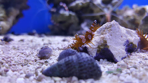 Pet Store «Ark Pet Shop», reviews and photos, 2400 W Lincoln Hwy, Merrillville, IN 46410, USA