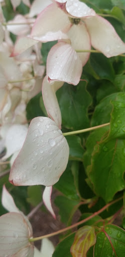 Park «Viewpoint Park», reviews and photos, 134th & NE 24th Street, Bellevue, WA 98005, USA