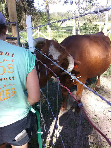 Tourist Attraction «Sugar Hill U-pick Farms», reviews and photos, 3595 Co Rd 59, Verbena, AL 36091, USA