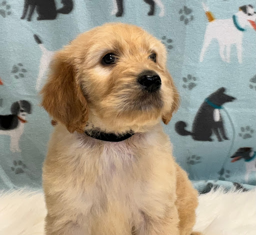 Puppy Lovin' Kennels