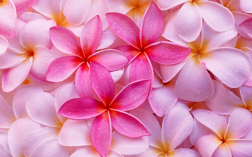 Florist «The Daisy Fair Flowers», reviews and photos, 1400 4th Ave, Conway, SC 29526, USA