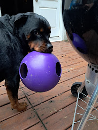 Diamondhunter Petsitting - Photo 9 - Car repair in , Chicago