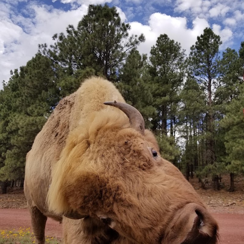 Bearizona Wildlife Park