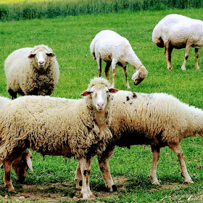 Fatih Adak Merkezi ve Satışı