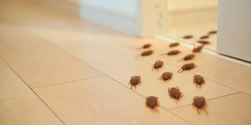 Max Bed Bugs Control Melbourne