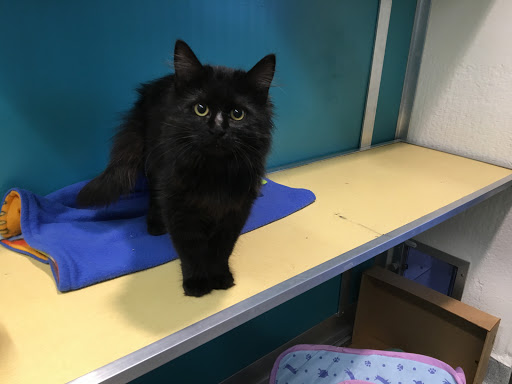 Placer County Animal Services Center image