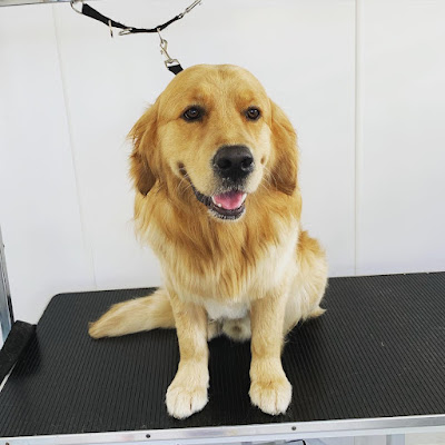 I Love Lucyï¿½s Dog Grooming