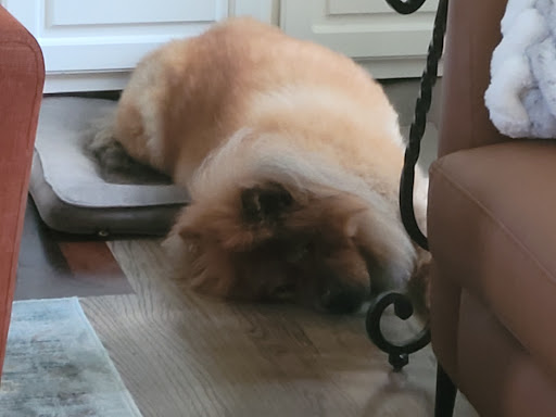 Pet Supply Store «Petco Animal Supplies», reviews and photos, 3264 Buford Dr NE #110, Buford, GA 30519, USA