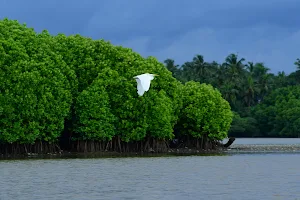 Mangrove forest image