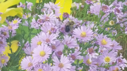 Park «Smith Park», reviews and photos, 8155 Park Ave S, Bloomington, MN 55420, USA