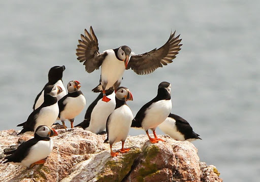 Whale Watching Tour Agency «Bar Harbor Whale Watch Co», reviews and photos, 1 West St, Bar Harbor, ME 04609, USA