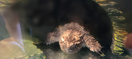 Tourist Attraction «IMAG History & Science Center (formerly Imaginarium Science Center)», reviews and photos, 2000 Cranford Ave, Fort Myers, FL 33916, USA