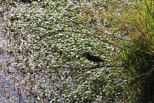 Nature Preserve «Beaverton Creek Wetlands Natural Area», reviews and photos, SW 153rd Dr, Beaverton, OR 97006, USA