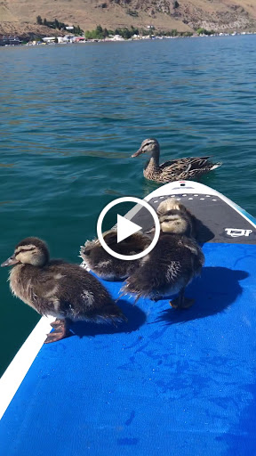 LakeRider Sports, 409 W Manson Hwy, Chelan, WA 98816, USA, 