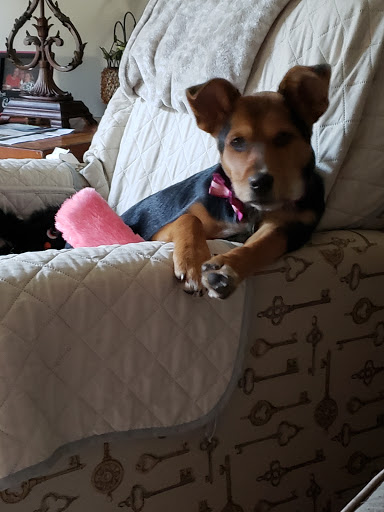 Pet Supply Store «PetSmart», reviews and photos, 208 Mariner Way, Biddeford, ME 04005, USA