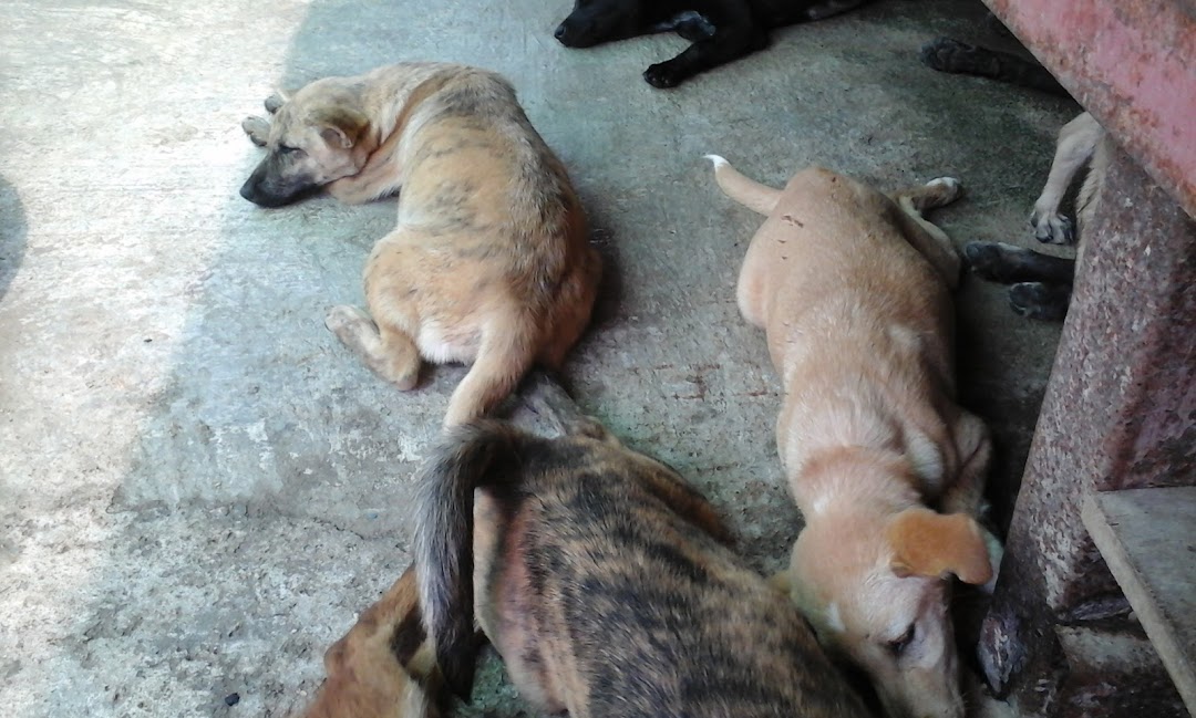 WVS Thailand - Care for Dogs