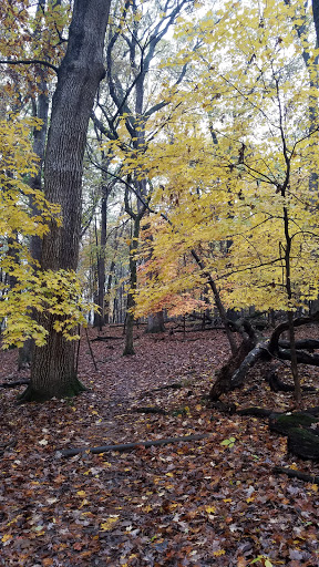 Nature Preserve «Thorn Creek Woods Nature Preserve», reviews and photos, 247 Monee Rd, Park Forest, IL 60466, USA