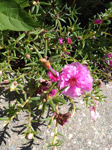 Park «Iris Park», reviews and photos, 1885 University Ave W, St Paul, MN 55104, USA