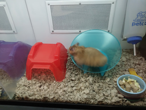 Pet Supply Store «Petco Animal Supplies», reviews and photos, 2765 Santa Rosa Ave, Santa Rosa, CA 95407, USA