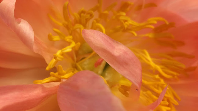 Linder Blumen in Gränichen - Aarau