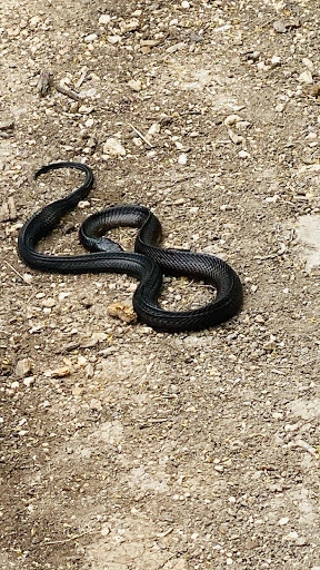 Park «Hugh Ramsey Nature Park», reviews and photos, 1000 TX-499 Loop, Harlingen, TX 78550, USA