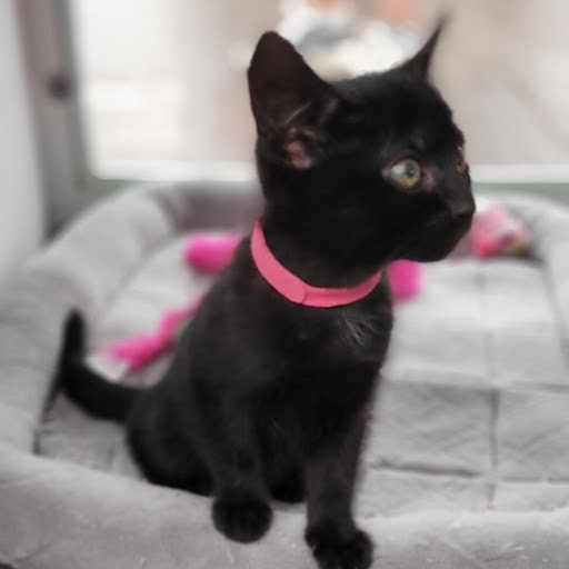 Pet Store «PV Pets», reviews and photos, 233 S Broadway, Pennsville, NJ 08070, USA