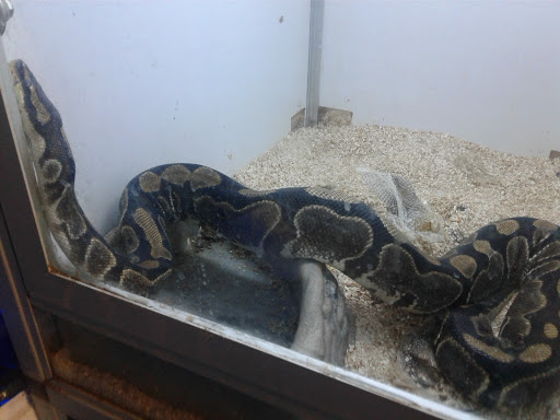 Pet Store «El Granero Pet Shop», reviews and photos, 15700 Atlantic Ave, Compton, CA 90221, USA