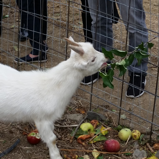 Orchard «Weed Orchards & Winery», reviews and photos, 43 Mt Zion Rd, Marlboro, NY 12542, USA