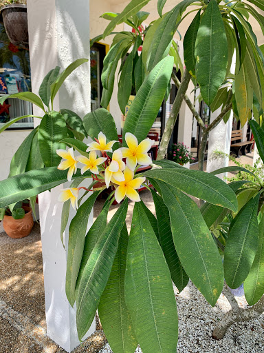 Book Store «MacIntosh Books of Sanibel», reviews and photos, 2330 Palm Ridge Rd, Sanibel, FL 33957, USA