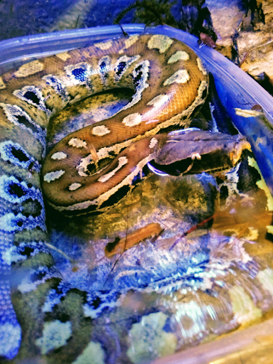 Pet Store «Critter Castle», reviews and photos, 1461 Boiling Springs Rd, Spartanburg, SC 29303, USA