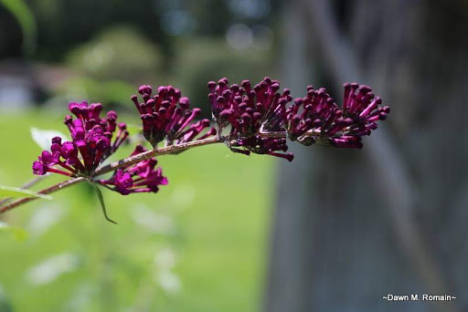 Nature Preserve «Beaver Meadow Audubon Center», reviews and photos, 1610 Welch Rd, Java Center, NY 14082, USA