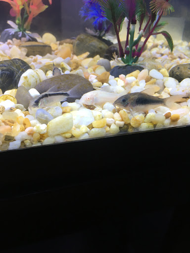 Tropical Fish Store «Aquatic Zoo Tropical Fish», reviews and photos, 2655 Thousand Oaks Blvd, Thousand Oaks, CA 91362, USA