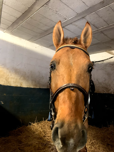 Cours d'équitation Paris