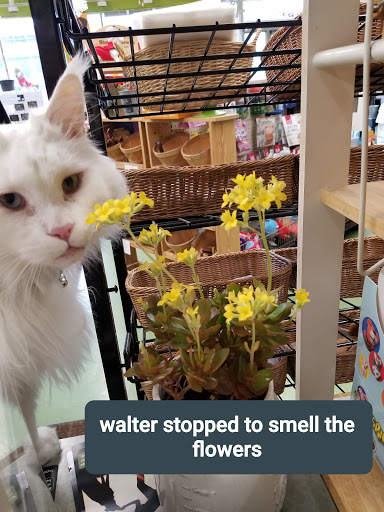 Pet Supply Store «Animal Krackers Inc», reviews and photos, 232 Main St, Gloucester, MA 01930, USA