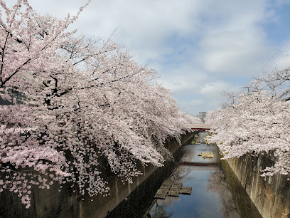 石神井川の桜並木