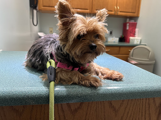 Dressach Hugh D DVM image