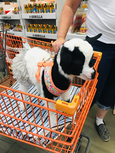 Home Improvement Store «The Home Depot», reviews and photos, 4041 S Sheridan Rd, Tulsa, OK 74145, USA