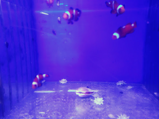 Tropical Fish Store «Aquatic Vision», reviews and photos, 6028 Pine Hill Rd, Port Richey, FL 34668, USA