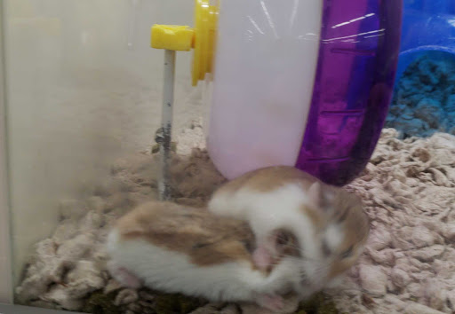 Pet Supply Store «Pet Supplies Plus», reviews and photos, 375 Paterson Ave #105, Wallington, NJ 07057, USA