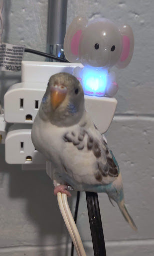 Pet Supply Store «Petco Animal Supplies», reviews and photos, 353 Harrison Bridge Rd, Simpsonville, SC 29680, USA