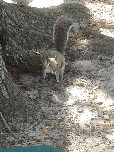 Recreation Center «Apollo Beach Recreation Center», reviews and photos, 664 Golf and Sea Blvd, Apollo Beach, FL 33572, USA