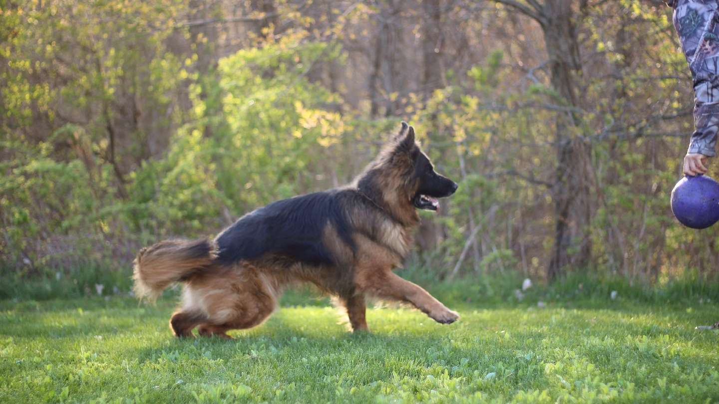 Mitten State Dog Training & Vom Platzhirsch German Shepherd Dogs