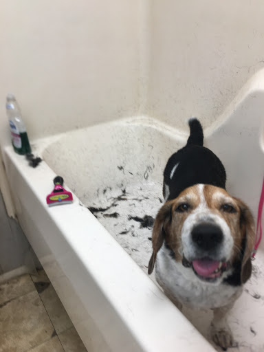 Pet Store «Boiling Springs Pet World», reviews and photos, 2651 Boiling Springs Rd, Spartanburg, SC 29316, USA