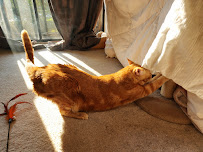 Happy Paws and Purrs - Photo 6 - Car repair in , West Palm Beach