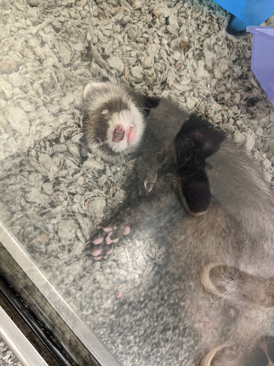 Petco image