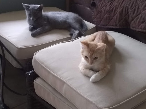 Pet Supply Store «Petco Animal Supplies», reviews and photos, 5975 20th St, Vero Beach, FL 32966, USA